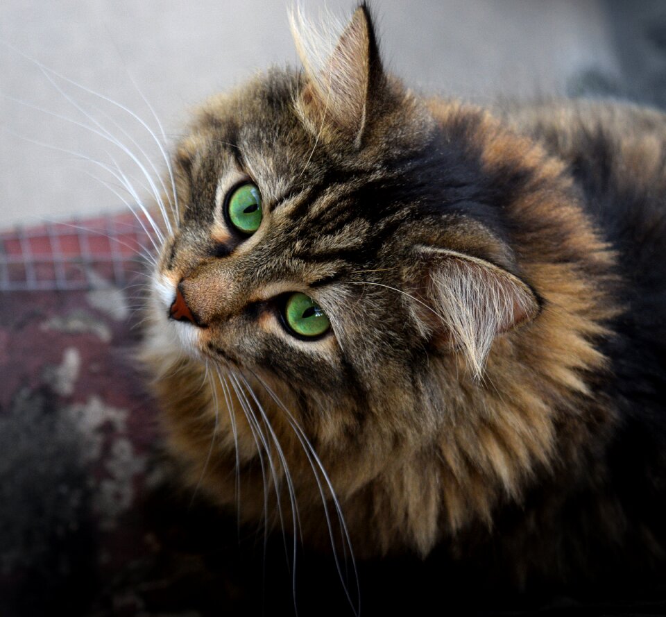 Cute animal pet