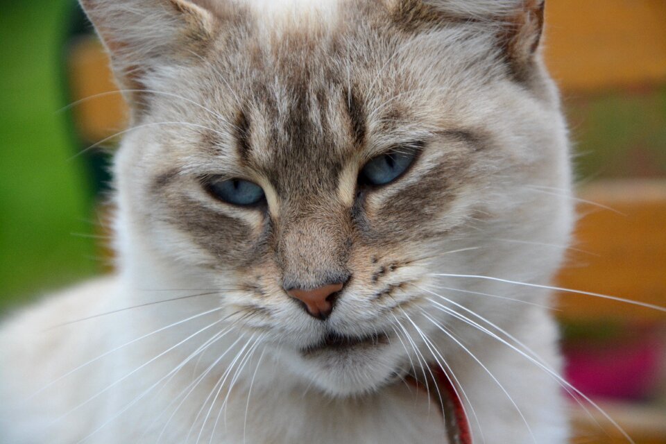 Blue eyes domestic animal animal