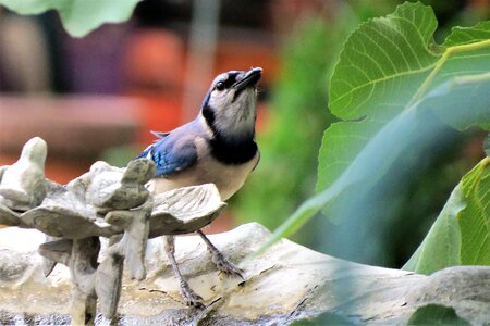 Blue jay blue and white wildlife