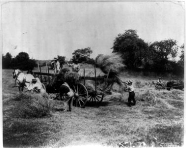 5 men loading hay on a horse-drawn wagon; 1 man with horse-drawn hay rake LCCN2005692215 photo