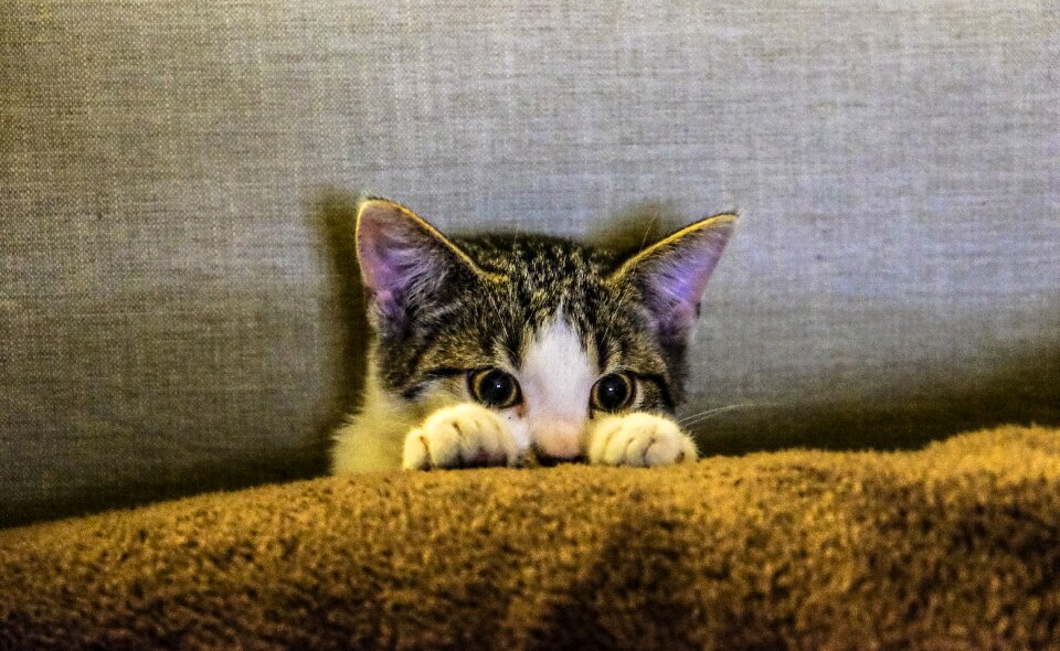 Paws scaredy cat couch photo