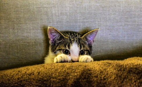 Paws scaredy cat couch