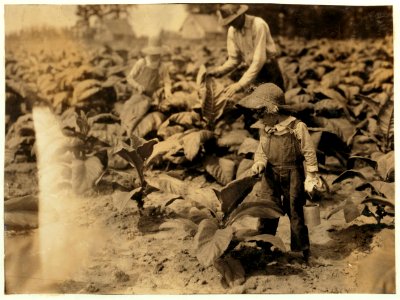 5-year old Jack and 13-year old Bitsey are regular workers on their father's farm. Worming and suckering now. Bitsey goes to Wallonia School in Div. 1, Trigg Co. 'He worms and he suckers. LOC nclc.00564