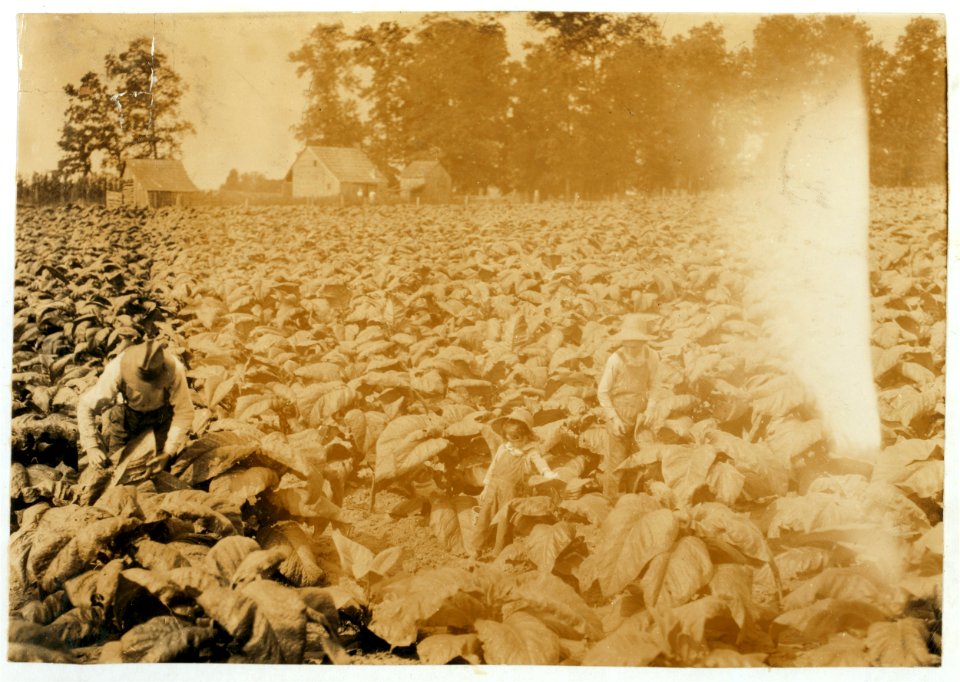 5-year old Jack and 13-year old Bitsey are regular workers on their father's farm. Worming and suckering now. Bitsey goes to Wallonia School in Div. 1, Trigg Co. 'He worms and he suckers. LOC nclc.00566