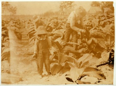 5-year old Jack and 13-year old Bitsey are regular workers on their father's farm. Worming and suckering now. Bitsey goes to Wallonia School in Div. 1, Trigg Co. 'He worms and he suckers. LOC nclc.00568