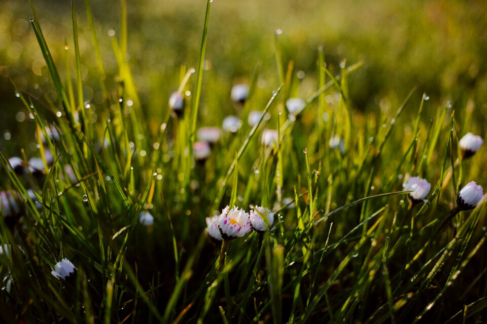 Bokeh bright camomile