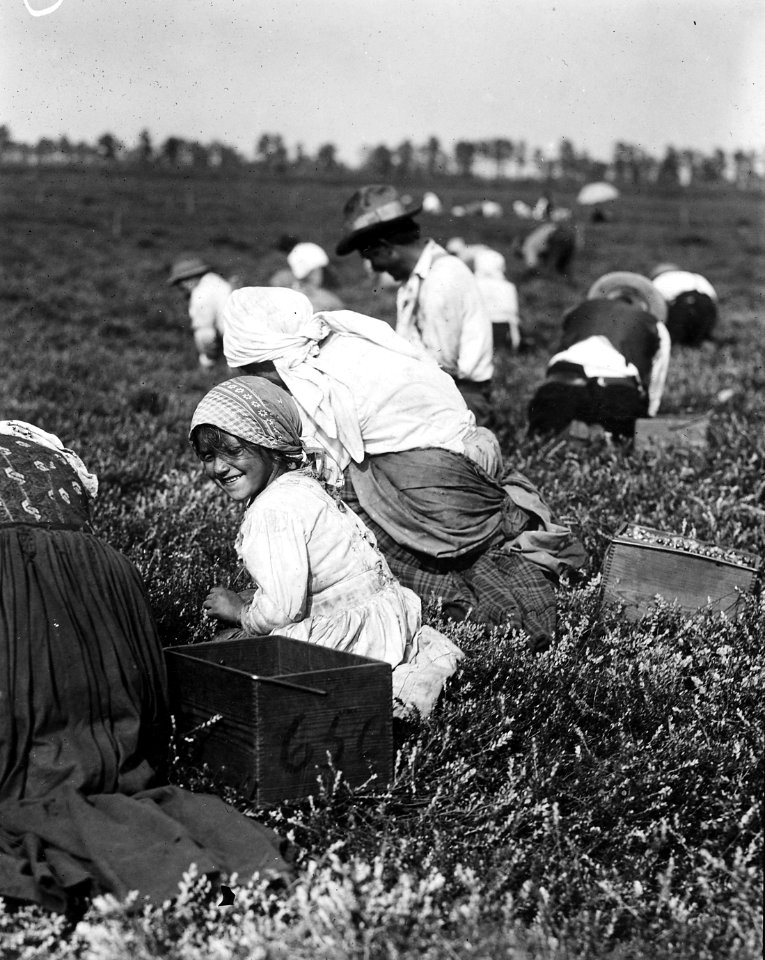 5 year old Rosie Passeralla of Philadelphia. Been picking here two years. Whites Bog. Brown Mills, N.J. - NARA - 523265