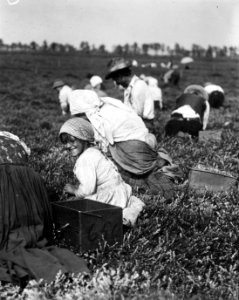 5 year old Rosie Passeralla of Philadelphia. Been picking here two years. Whites Bog. Brown Mills, N.J. - NARA - 523265