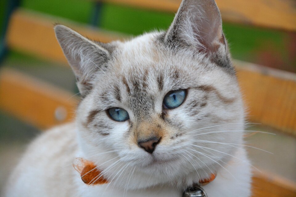 Quiet feline domestic animal