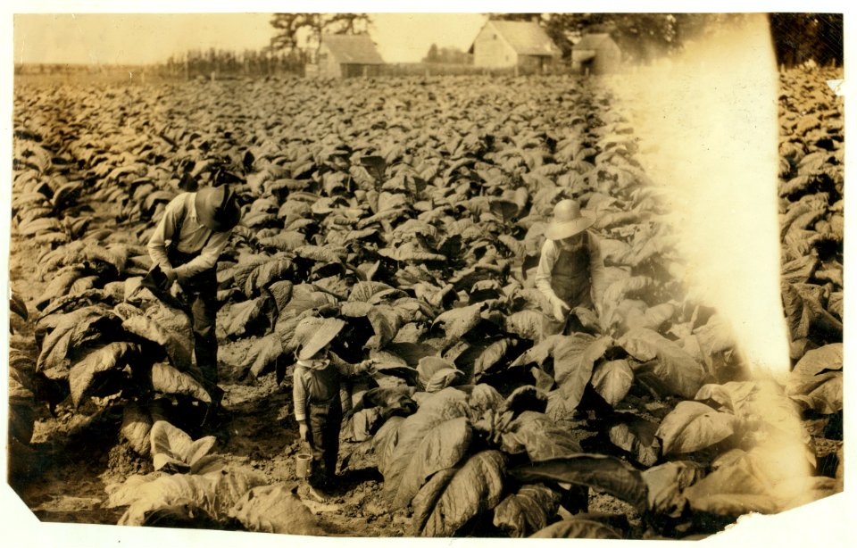 5-year old Jack and 13-year old Bitsey are regular workers on their father's farm. Worming and suckering now. Bitsey goes to Wallonia School in Div. 1, Trigg Co. 'He worms and he suckers. LOC nclc.00565