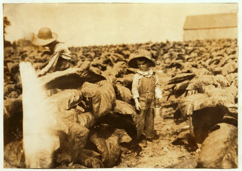 5-year old Jack and 13-year old Bitsey are regular workers on their father's farm. Worming and suckering now. Bitsey goes to Wallonia School in Div. 1, Trigg Co. 'He worms and he suckers. LOC nclc.00567