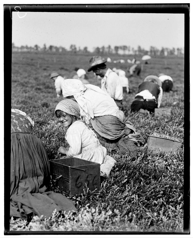 5-year-old Rosie Passeralla, 1116 Annan Street, Philadelphia. Been picking here two years. Whites Bog, Browns Mills, N.J. Sept. 28, 1910. Witness E. F. Brown. LOC nclc.05304