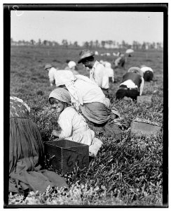5-year-old Rosie Passeralla, 1116 Annan Street, Philadelphia. Been picking here two years. Whites Bog, Browns Mills, N.J. Sept. 28, 1910. Witness E. F. Brown. LOC nclc.05304