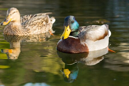 Water bird bird duck bird photo