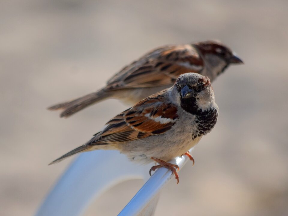 Bird wildlife animal