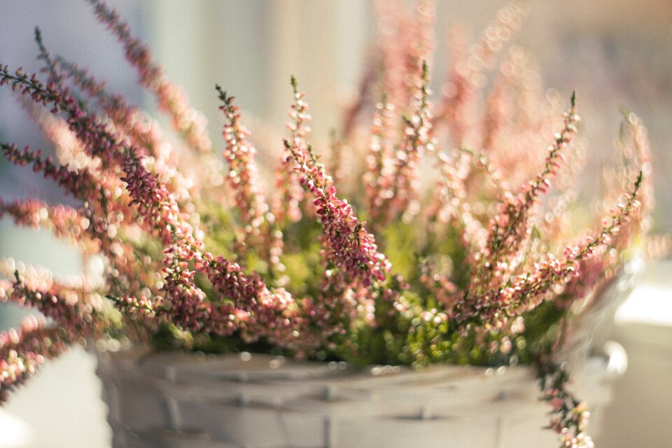 Blurry bokeh bright