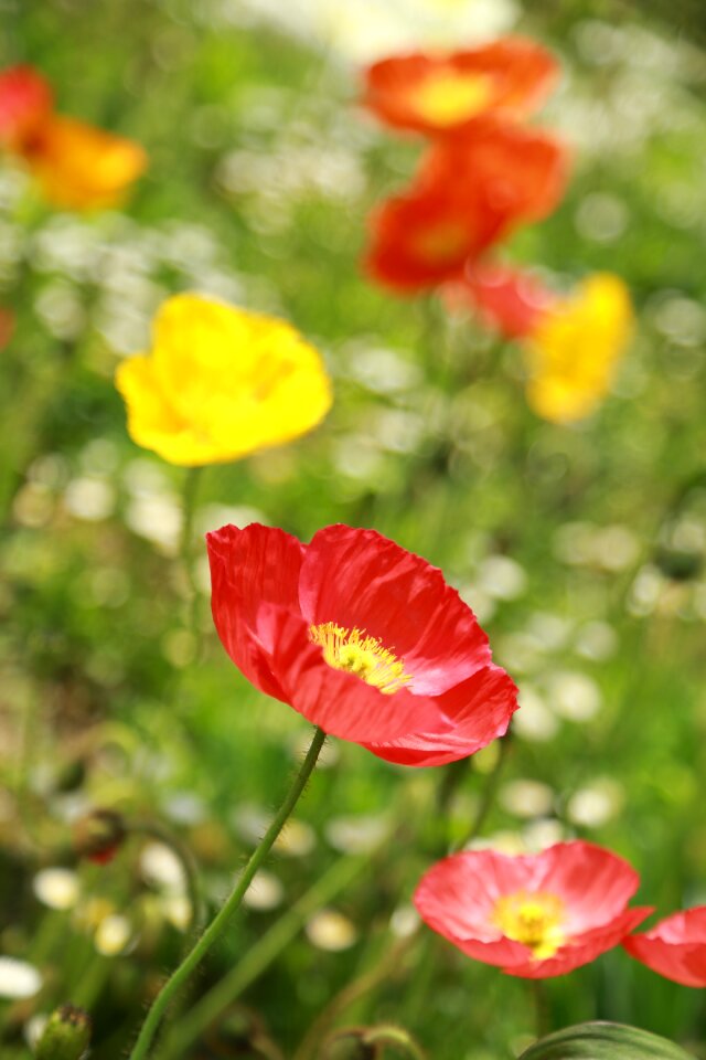 Nature outdoors grass
