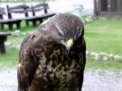 Beak bird of prey eyes
