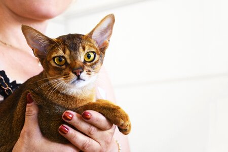 Cat breeds winner exhibition