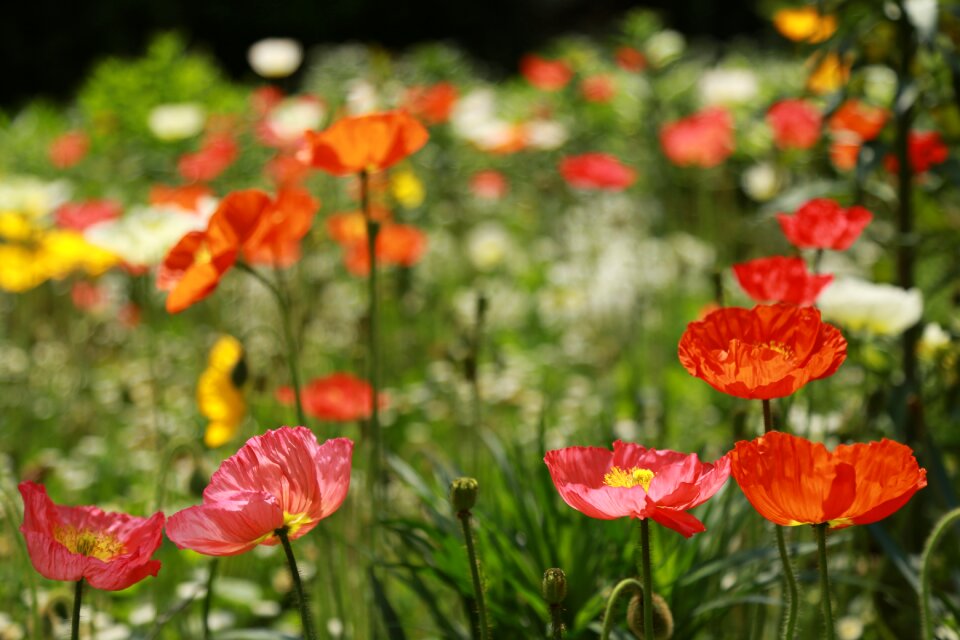 Nature outdoors grass