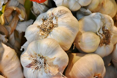Clove of garlic spice healthy