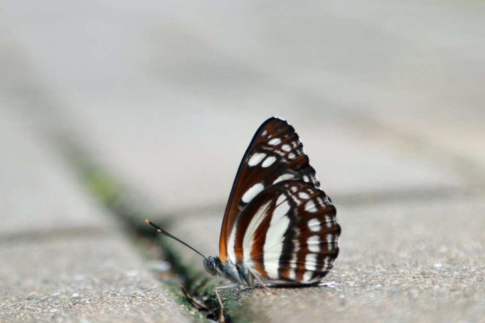 Butterfly flying ghost tiger