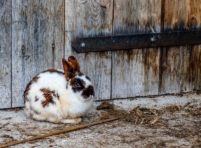 Animal pet wooden photo