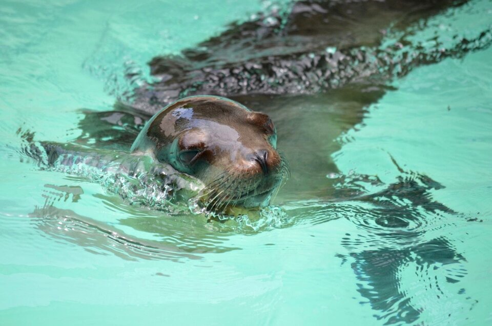 Sea ocean animal