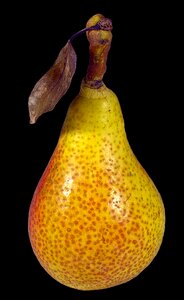 Fruit precious fruit old variety