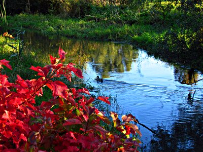 Landscape tree foliage