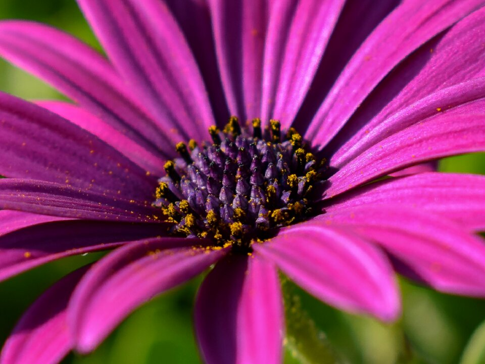 Flora garden close up
