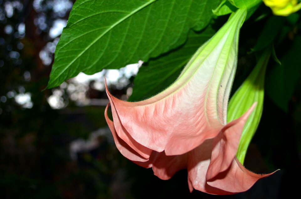 Brugmansia plant pink