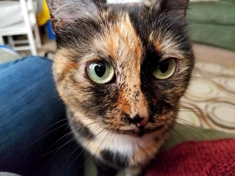 Cat tortoise shell green eyes