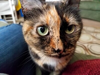 Cat tortoise shell green eyes