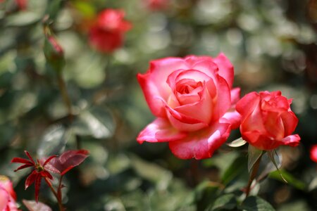 Nature rose garden