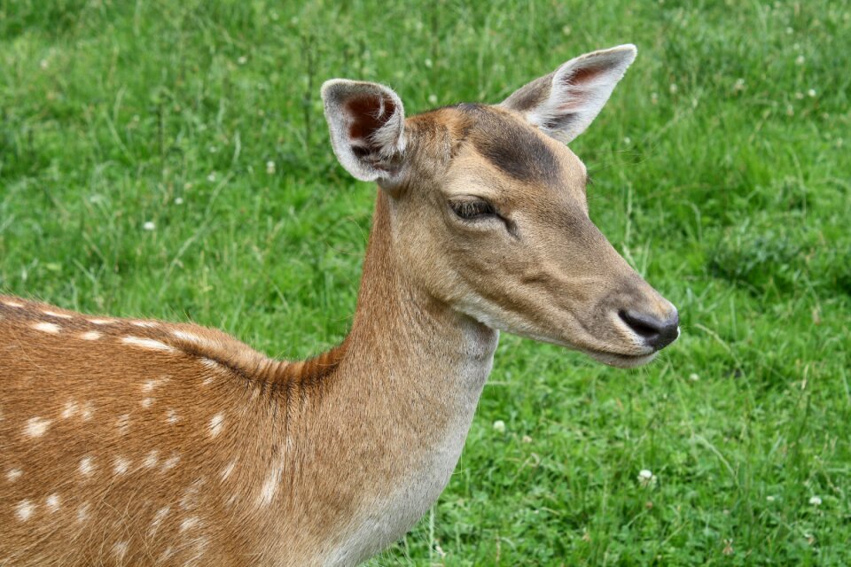 Hirsch nature roe deer
