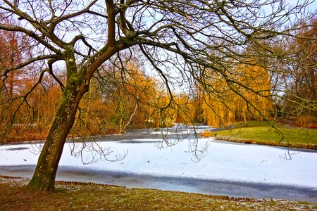 Frozen pond tree willow