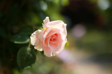 Rose petal noel online gift shop photo