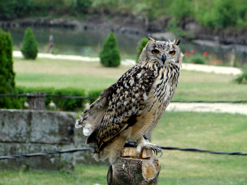 Claws beak bird of prey