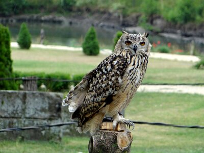 Claws beak bird of prey photo