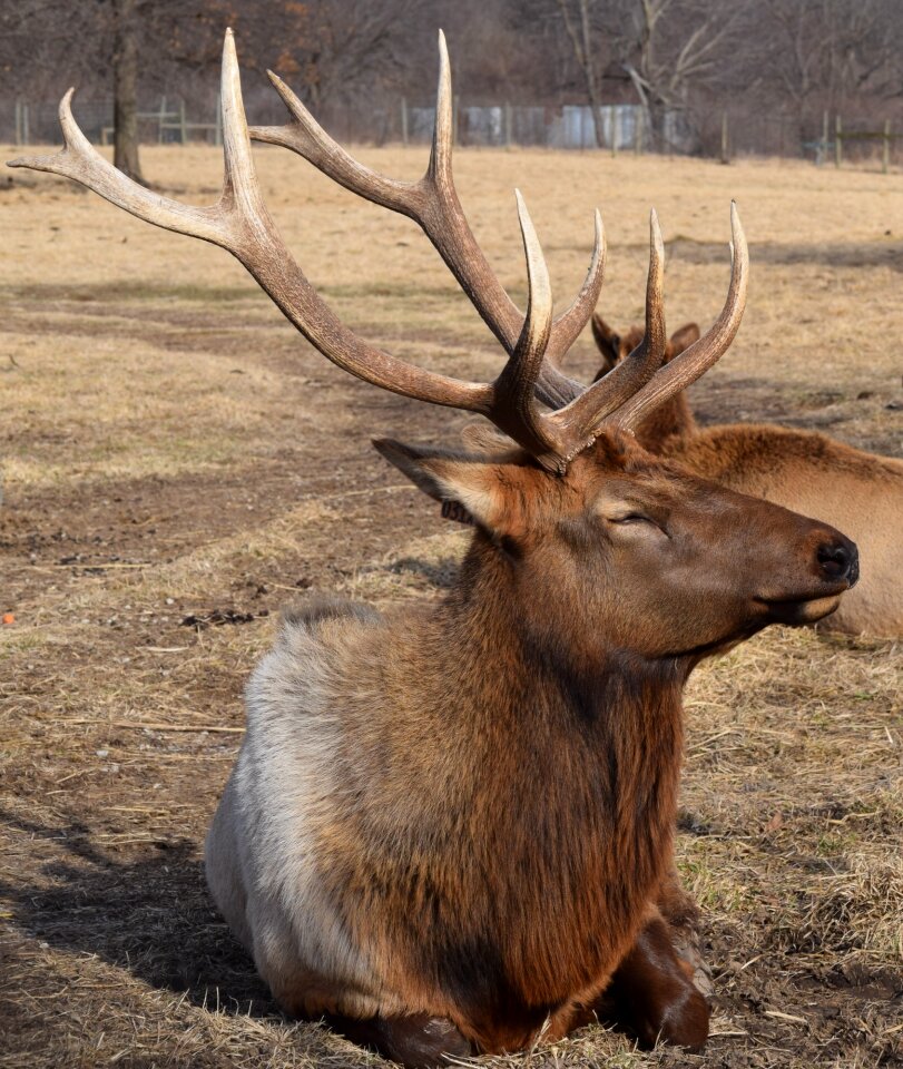 Stag buck wildlife photo