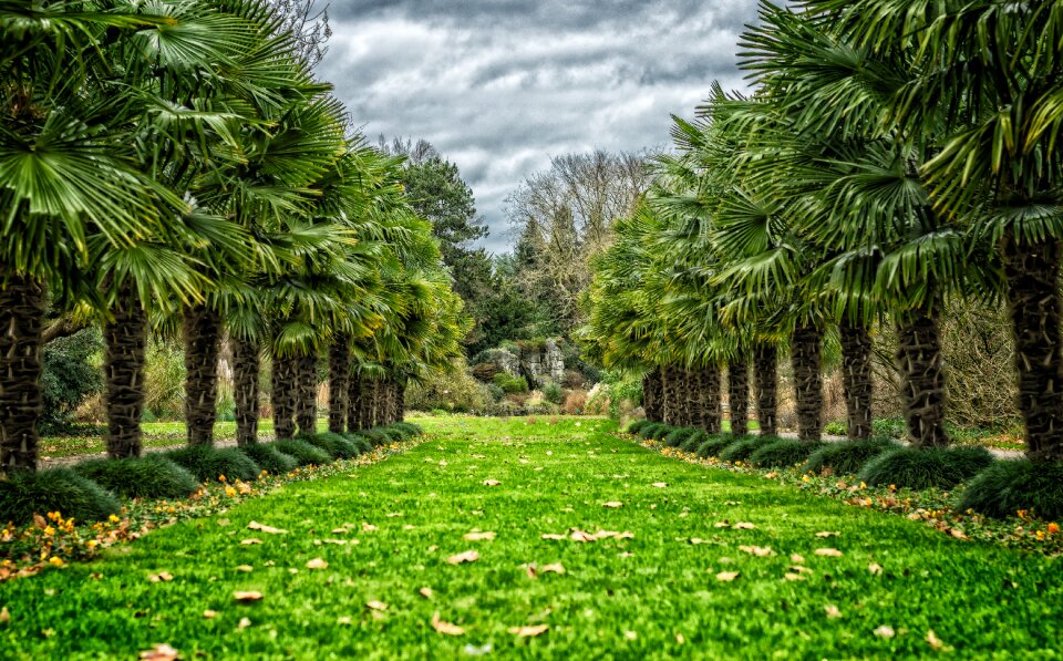 Tree lined avenue recovery landscape