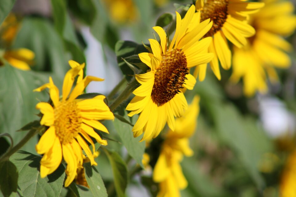 Yellow flower natural photo