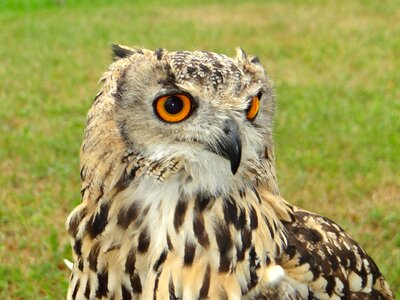 Claws beak bird of prey photo