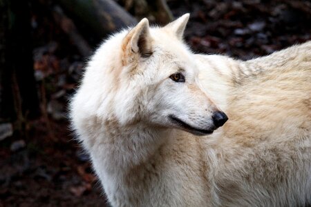 Wildlife frosty wolf photo