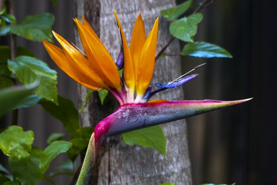 Tropical floral blooming