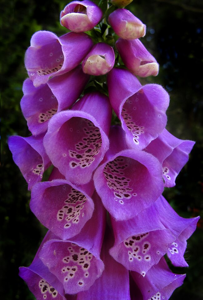 Toxic digitalis purpurea flowers
