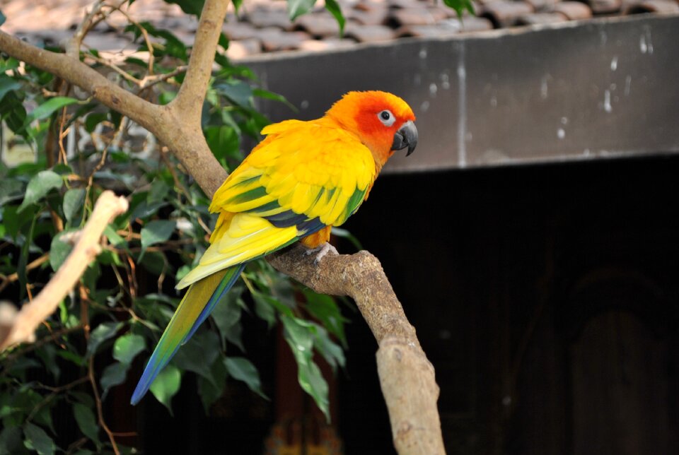 Conure sun conure feather