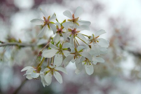 White flower nature full bloom