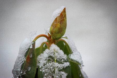 Flora desktop winter
